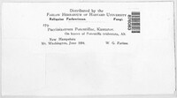 Pucciniastrum potentillae image